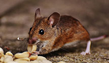 pest-proofing-and-structural-hardening Experts in Shawanese